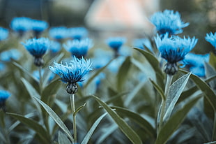 selective photography of blue petaled flower