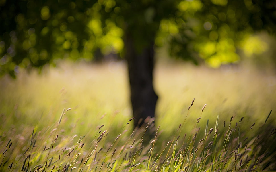 selective focus photography of grass field HD wallpaper
