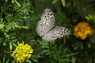 butterfly flying at garden photography