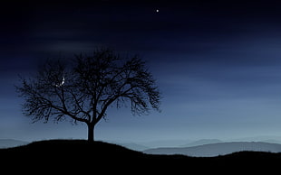 silhouette photo of tree during nightime