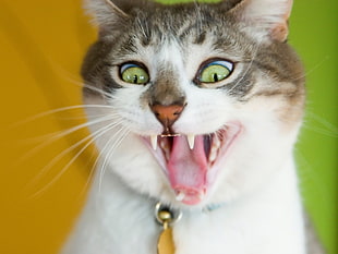 white and brown furred cat yawning