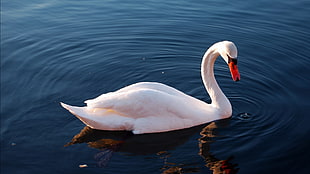 Mute Swan on calm body of water HD wallpaper