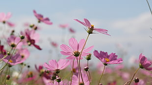 close up focus photo of pink-petaled flowers at daytime