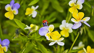 ladybug beetle perched on purple and yellow petaled flower closeup photography