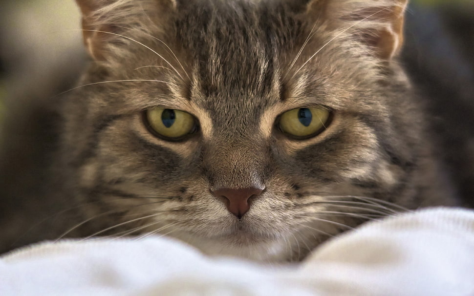 grey tabby cat closeup photography HD wallpaper