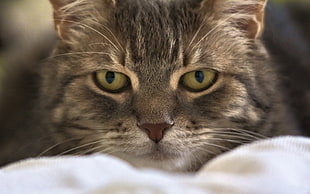 grey tabby cat closeup photography