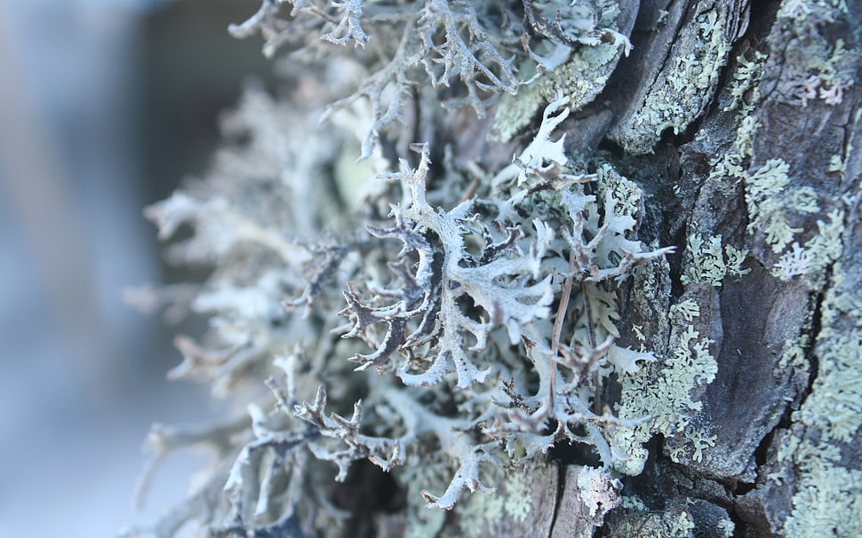 Tree,  Bark,  Surface,  Gray HD wallpaper