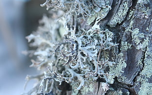 Tree,  Bark,  Surface,  Gray