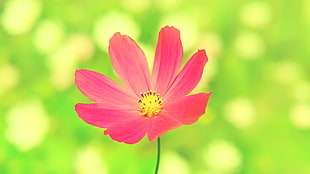 pink petaled flower, flowers, pink flowers, Cosmos (flower), plants HD wallpaper