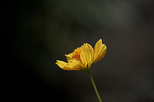 yellow petaled flower