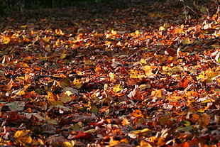brown leaf lot, leaves, fall