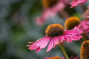 photography of pink flower during day time, echinacea HD wallpaper