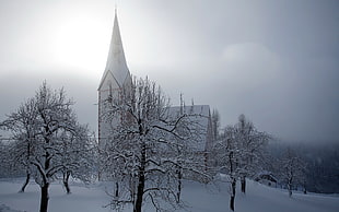 white and black tree with tree, church, snow