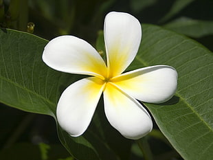 white petaled flower on bloom
