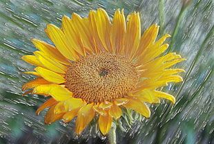 sunflower with green background