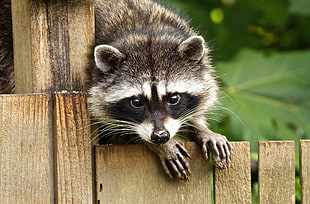 gray Raccoon on brown wooden pallet