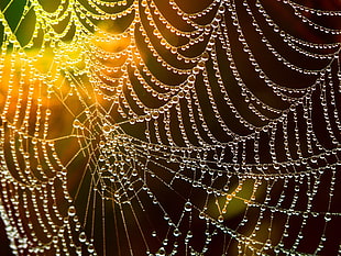 macro photography of spiderweb with dew drops