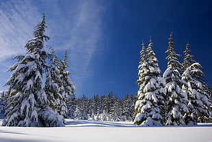 snow covered pine trees under clear blue sky