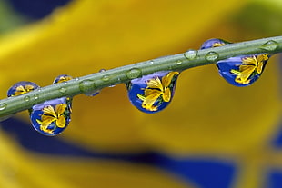 water dew on green stem with yellow petaled flowers