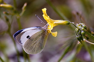 selective photography of white and black butterfly in yellow petaled flower