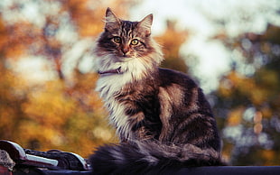 Cat,  Fluffy,  Sitting,  Spotted HD wallpaper