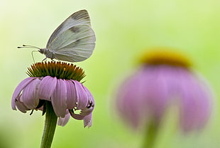 selective focus photography of cabbage butterfly on the top of flower