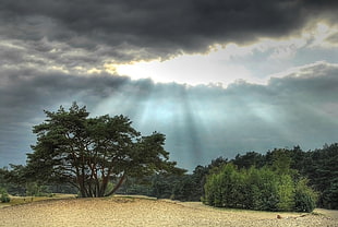 green trees under cloudy sky during daytime