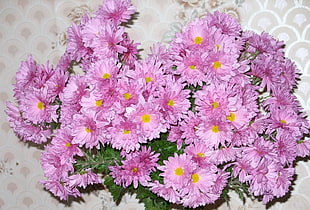 purple Daisy flowers HD wallpaper