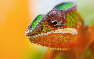shallow focus photograph chameleon
