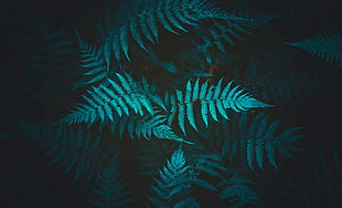 green leaf plant, Fern, Plant, Foliage HD wallpaper