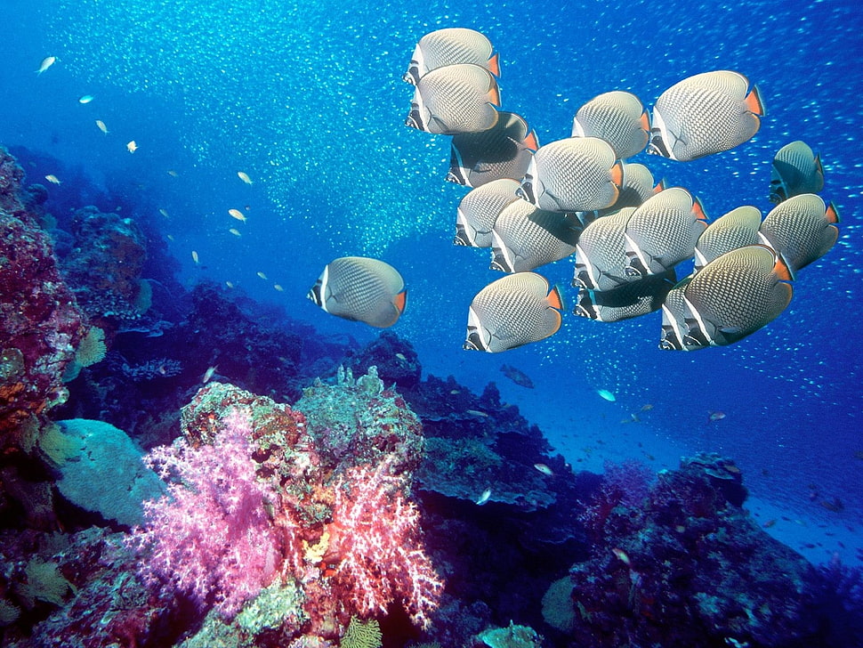 gray and black school fish HD wallpaper