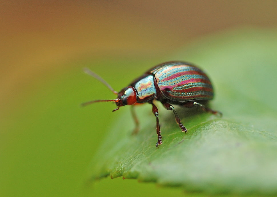 red and green bug macro photography HD wallpaper