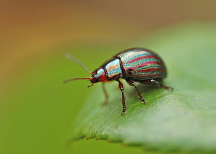 red and green bug macro photography