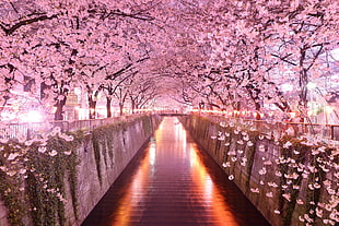 pink flowering trees, Japan, architecture, cherry blossom