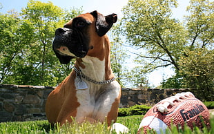 adult red and white boxer near football during daytime