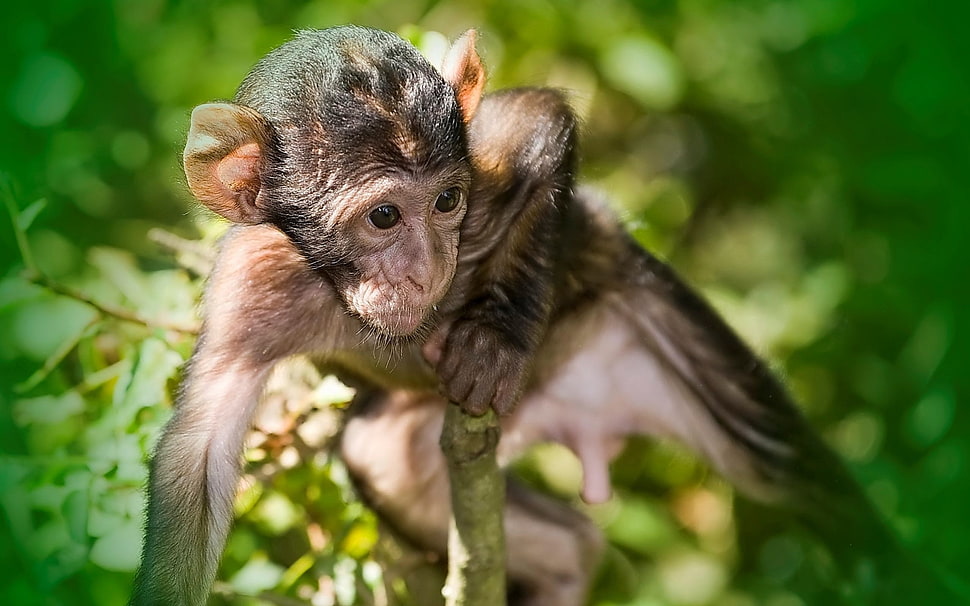 selective focus of brown monkey HD wallpaper