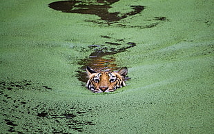 tiger photo, photography, tiger, swimming HD wallpaper
