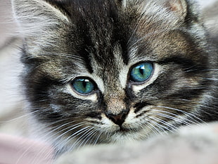 close view of Silver Tabby kitten HD wallpaper