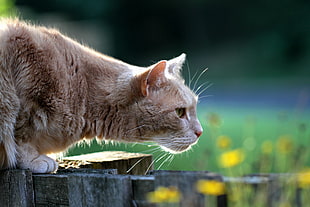 selective focus photo of brown long fur cat on slab