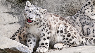 white and black snow leopard