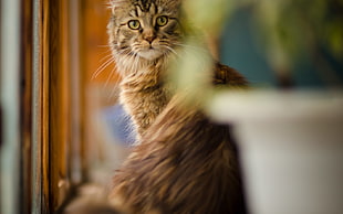 shallow photo of brown cat