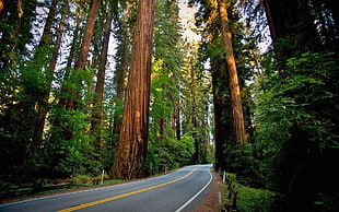 green leaf tree, road, sequoias, redwood, nature