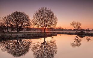 silhouette photography of bare trees and body of water