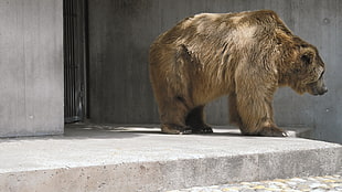 brown bear beside gray concrete wall while looking down during daytime