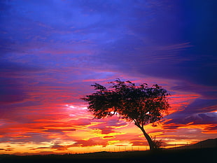 silhouette photo of tree, sunset