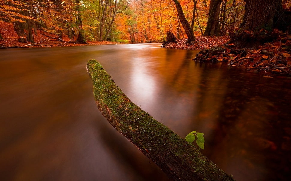 tree log on top of body of water wallpaper, nature, landscape, fall, river HD wallpaper