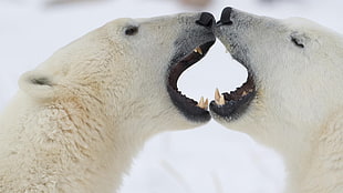 two polar bear fighting facing each other