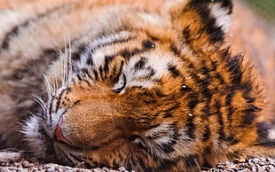 sleeping tiger close up photography