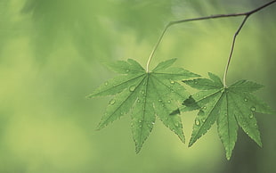 green cannabis leaves, macro, nature, leaves, plants