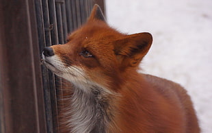 photo of fox beside brown wooden rail